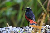 White-capped Redstartborder=